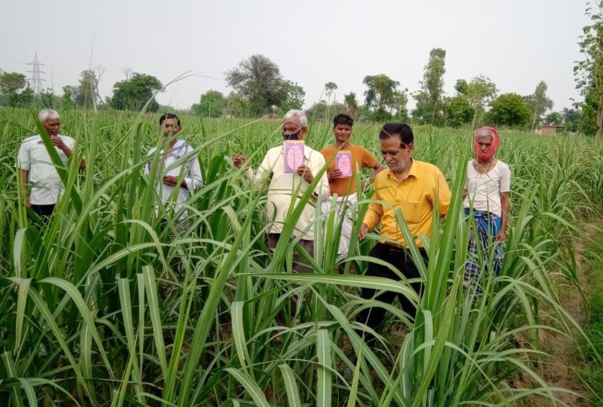 Locust Attack on Sugarcane in Gorakhpur