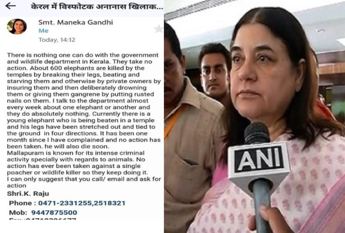 BJP MP Maneka Gandhi made big exposed over Kerala Pregnant Elephant Killing