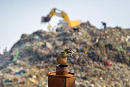 विश्व पर्यावरण दिवस 2020 की पूर्व संध्या पर अमृतसर के डंप यार्ड में अपनी चोंच में प्लास्टिक का तिनका दबाए बैठी मैना।
