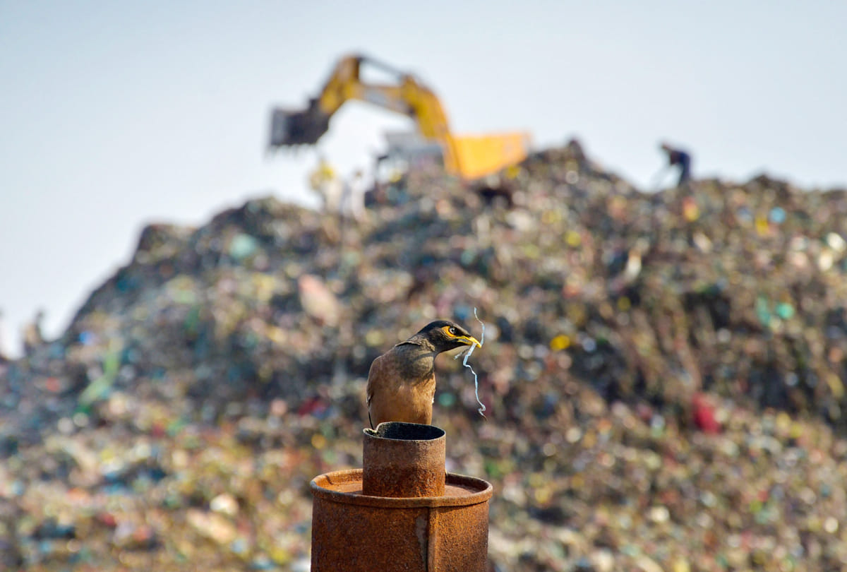 World Environment Day 2020: 5 things that harm the our environment