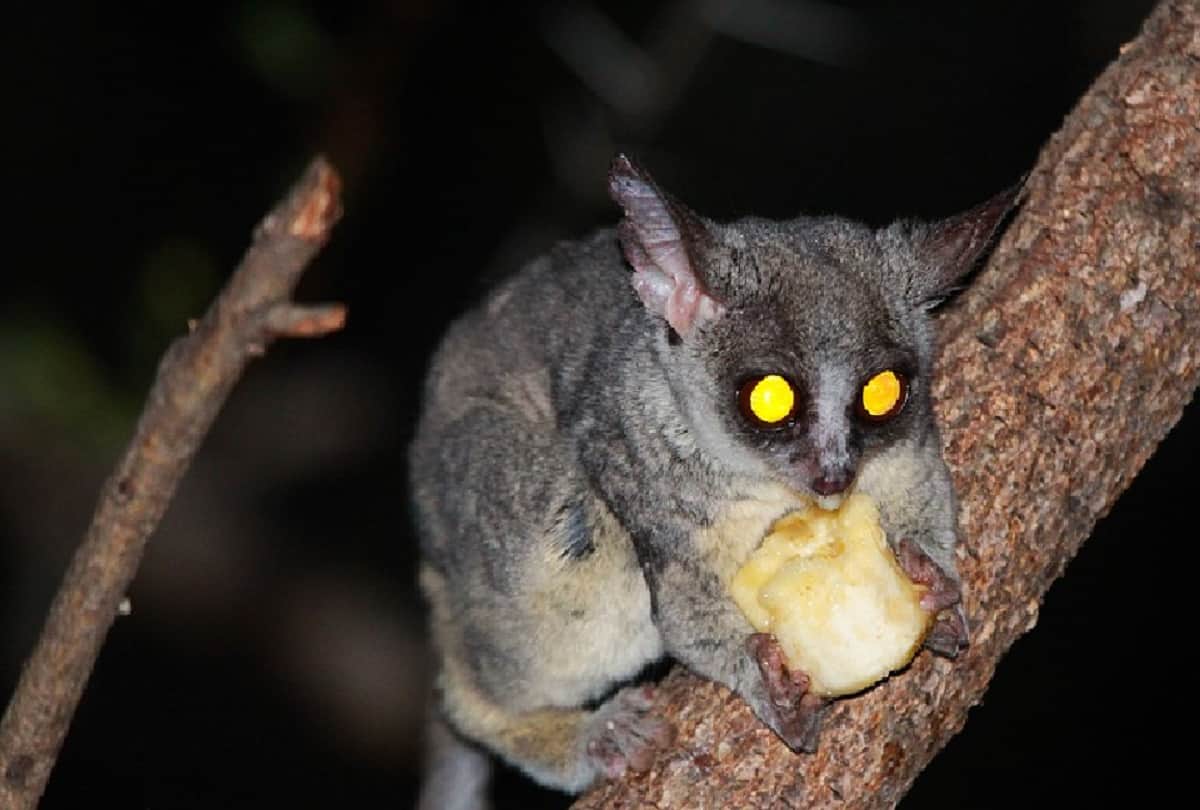 solar eclipse 2020 Eclipses make animals and birds do strange things