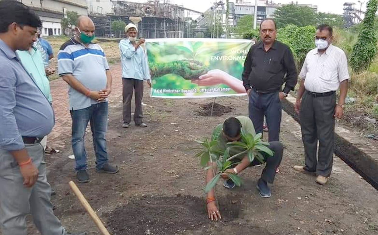 plantation in balrampur