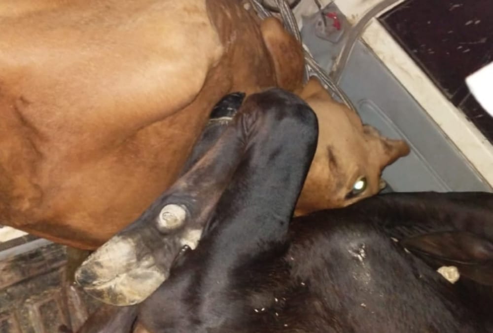 Police saved three animals in Sultanpur.