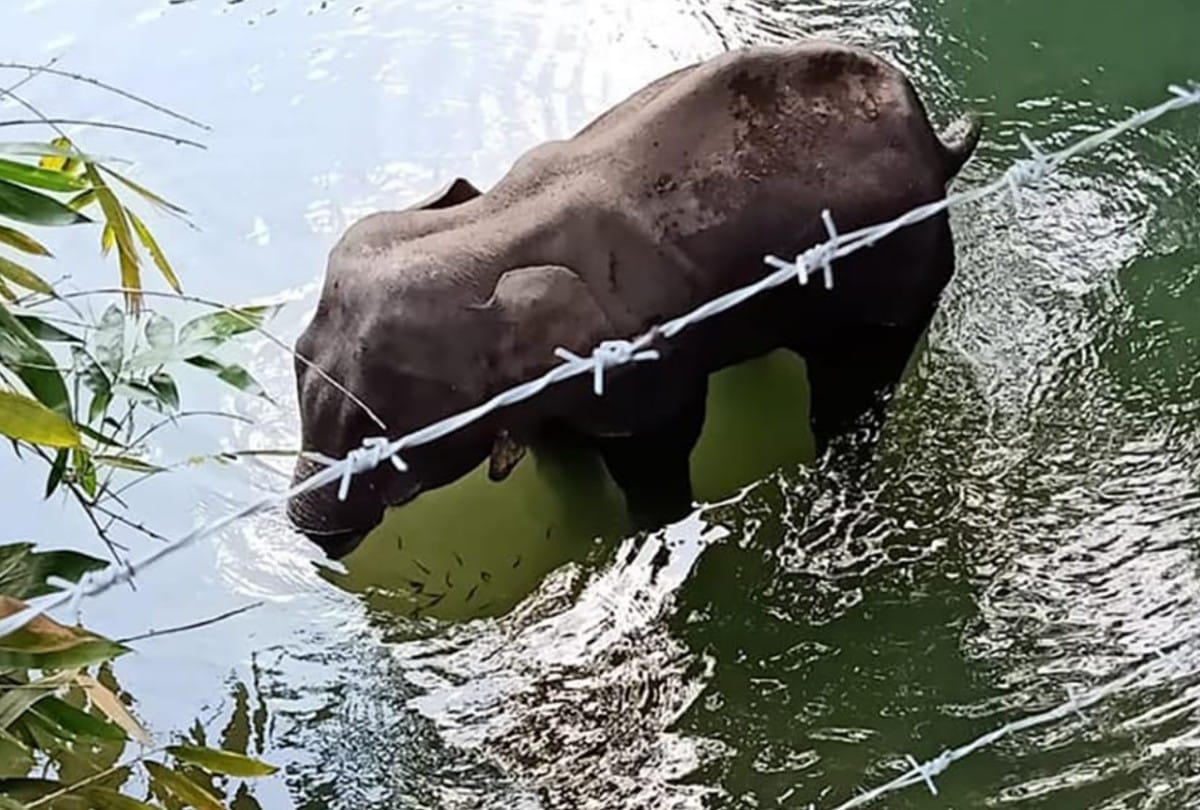 kerala post mortem report confirm that pregnant elephant died of oral injuries result of firecracker burst