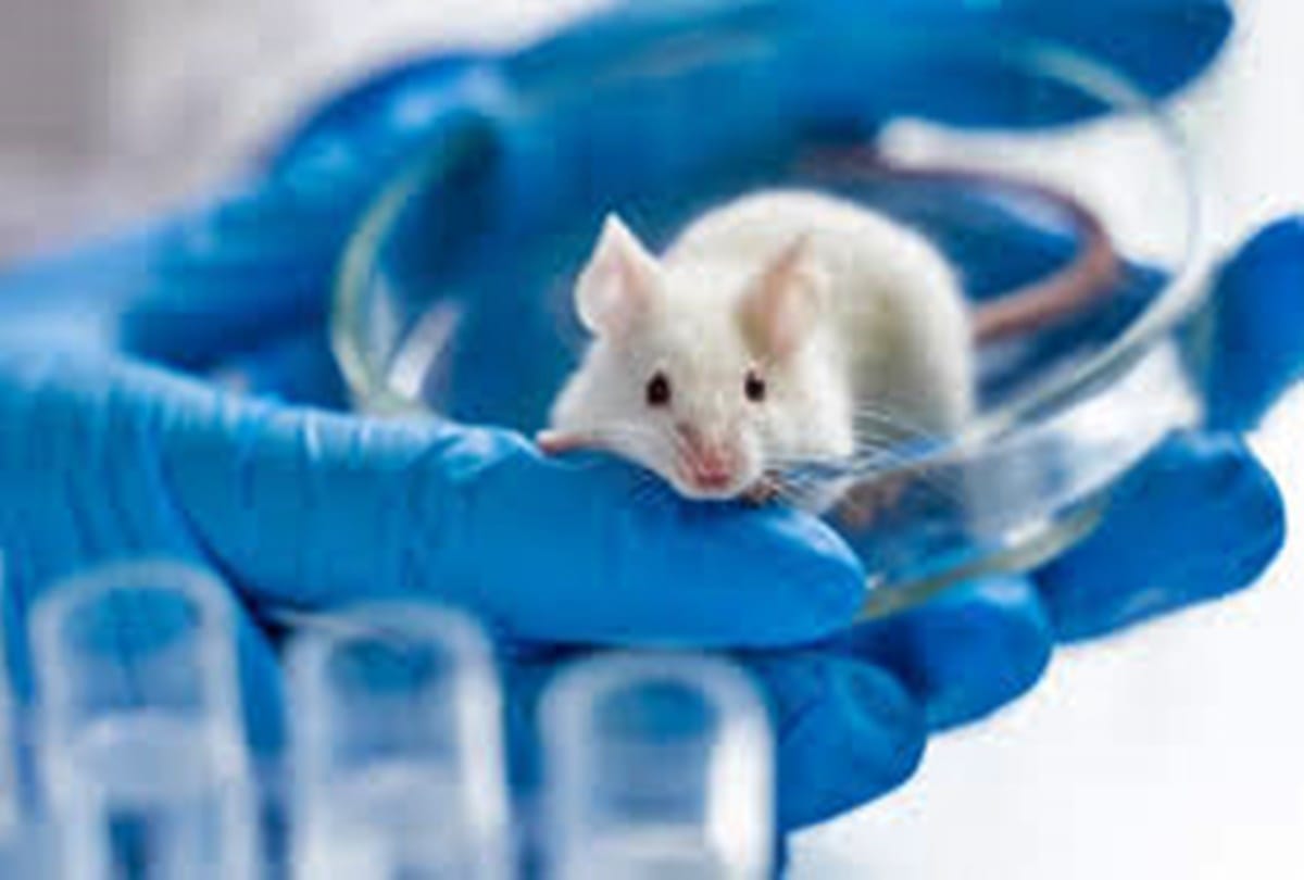 Denmark plans to cull up to 17 million mink to stop mutated coronavirus, Danish Covid-19 mink variant could spark new pandemic