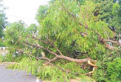 young man riding bike died after being crushed under falling tree amid rain in Agra