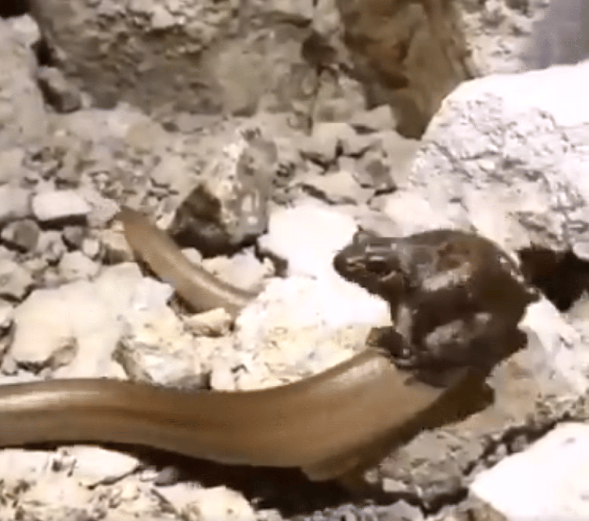 Frogs sitting on snake's back, users shocked, video goes viral on social media