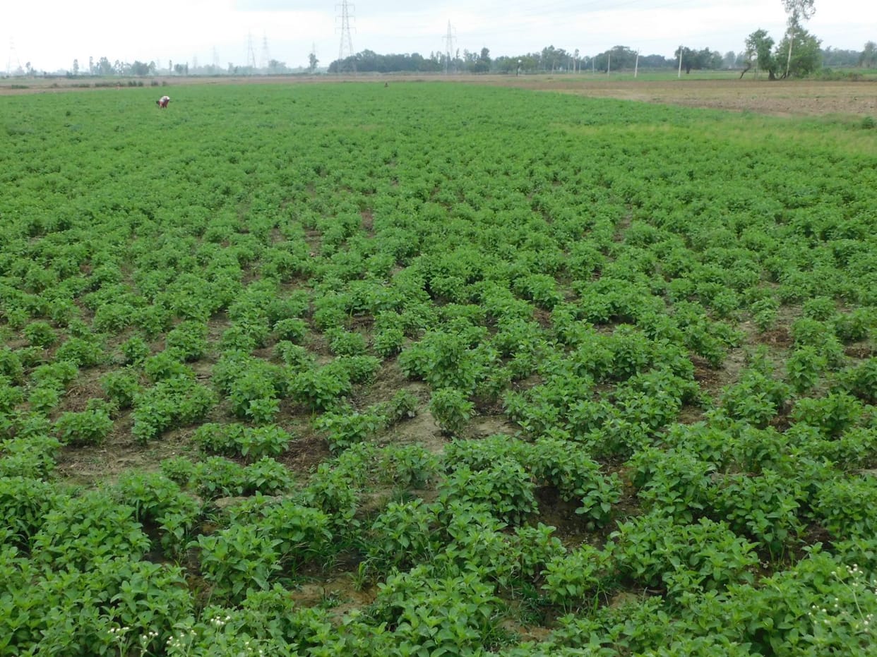 Kisan .