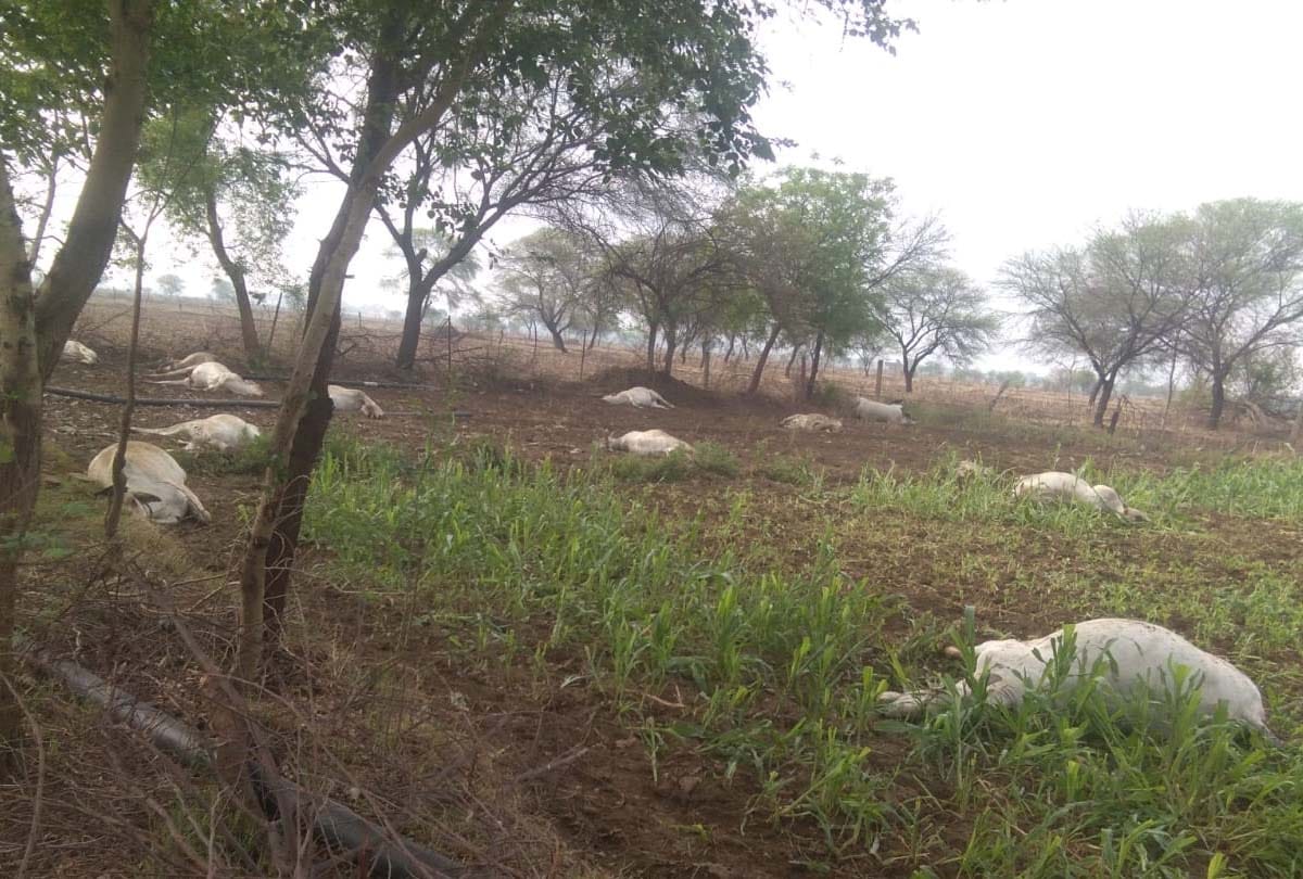More than 12 cows died in Banda