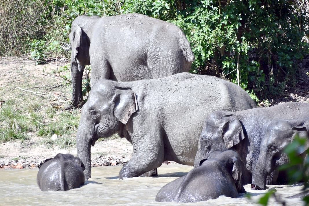 Spray of chemicals will prevent movement of elephants in the fields
