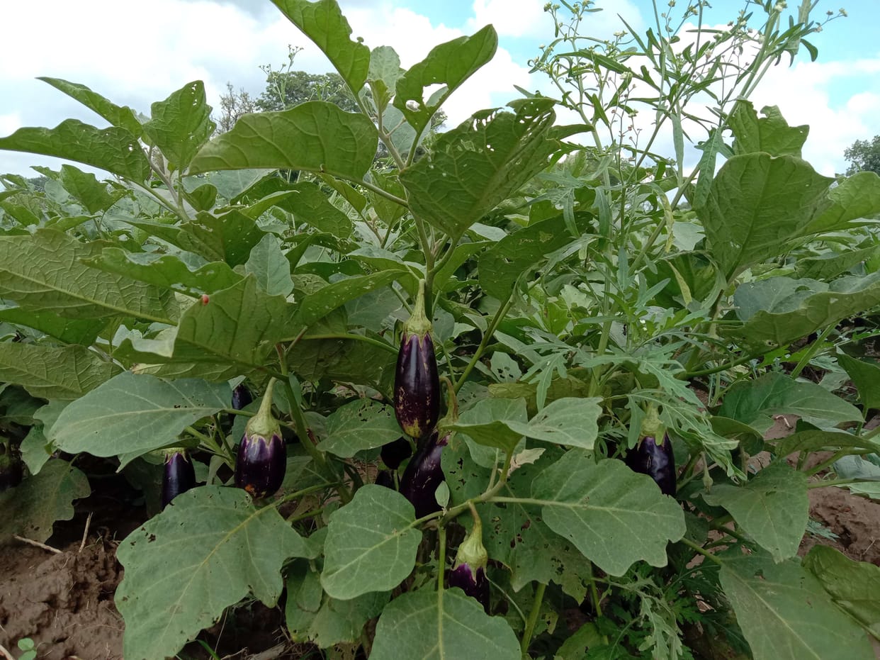 First lockdown, now rain damaged vegetable producers
