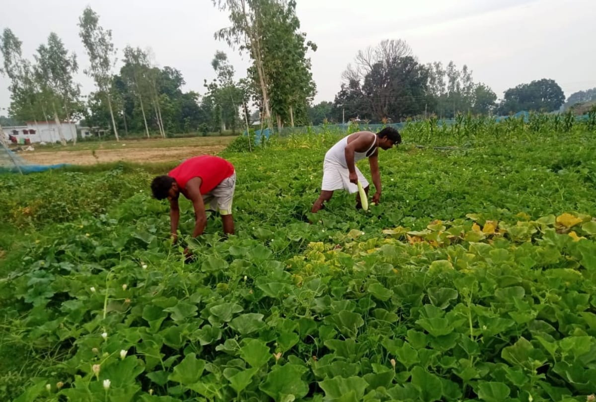 Man came from abroad during lockdown now earning thousands of rupees by vegetables in village