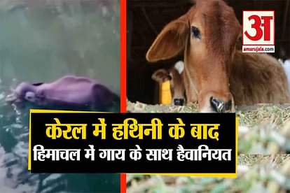 After Kerala incident, cow eats firecrackers wrapped in wheat-flour ball in Bilaspur of Himachal