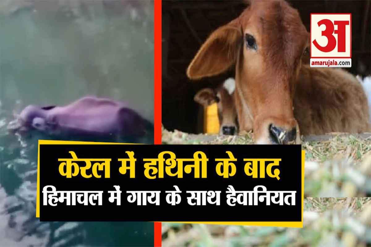 बिलासपुर गाय