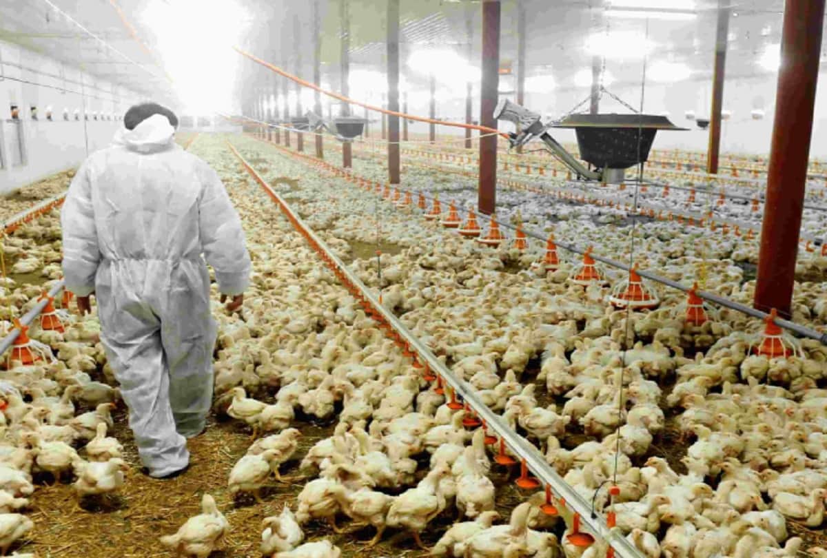 coronavirus black fungus or mucormycosis is spreading due to farm chicken know truth of viral post