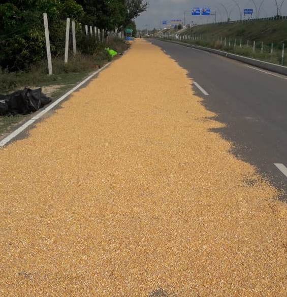 lokadaun mein mandee kee maar, 1000 rupaye kvintal bik rahee makka