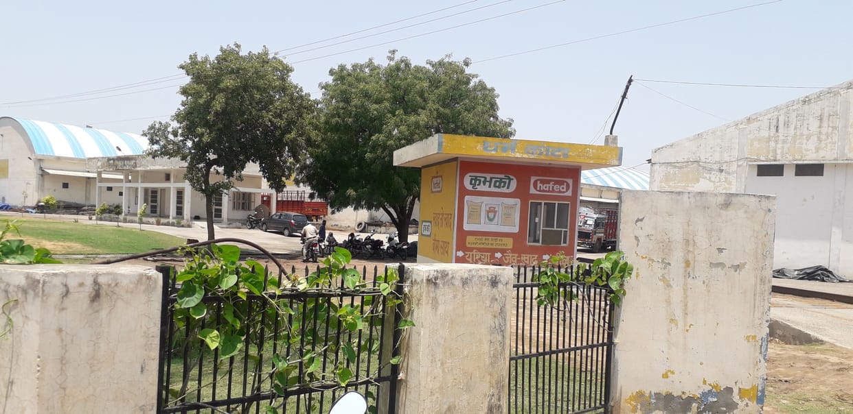 mustard godown open after eight days, jind