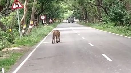 tigress in road