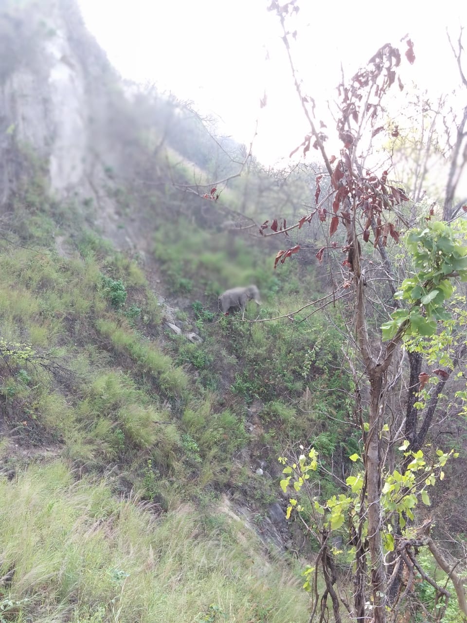 Handling of elephants started in Kalagarh forest