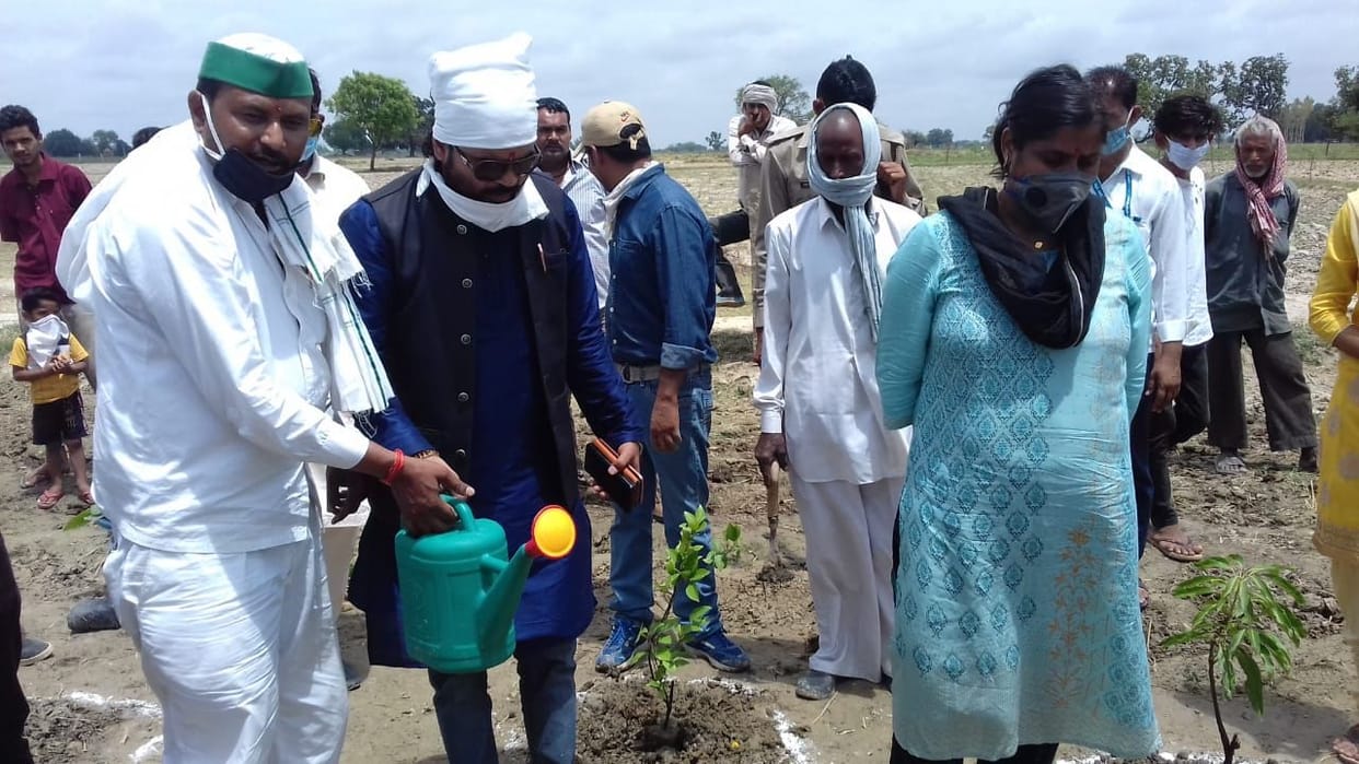 plantation