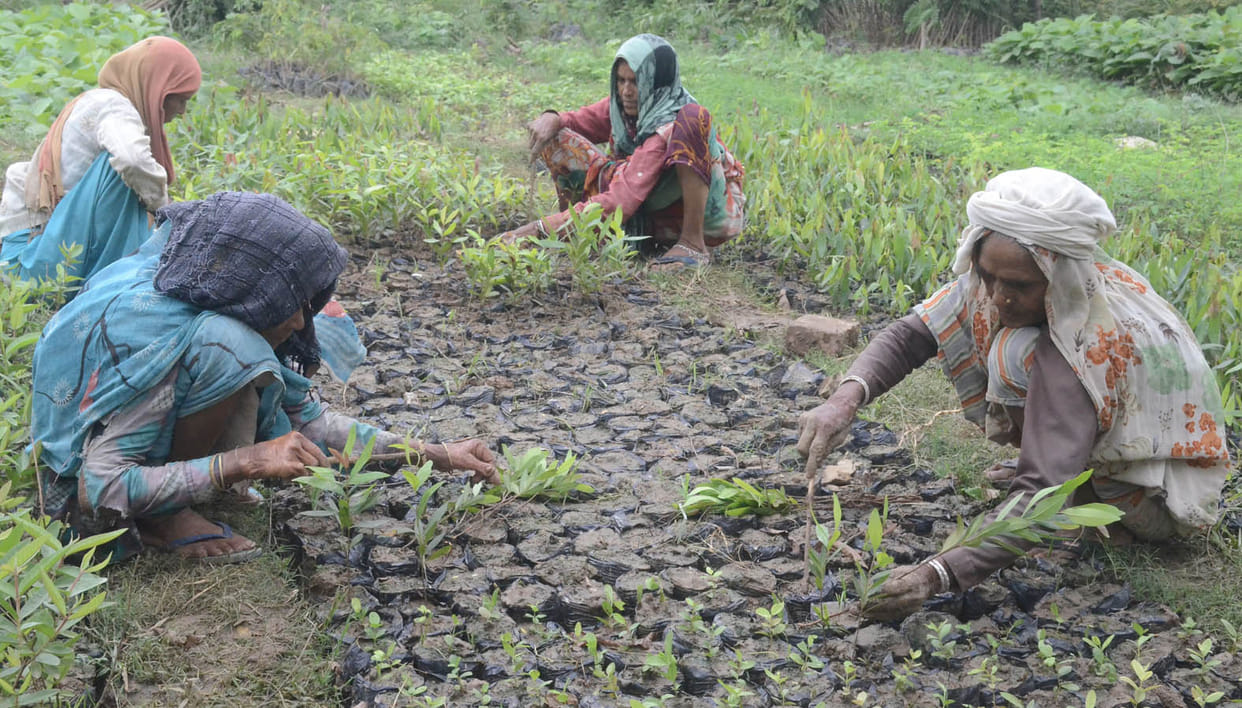 Mahabhiyan in Bundelkhand, 3.29 crore plants to be planted
