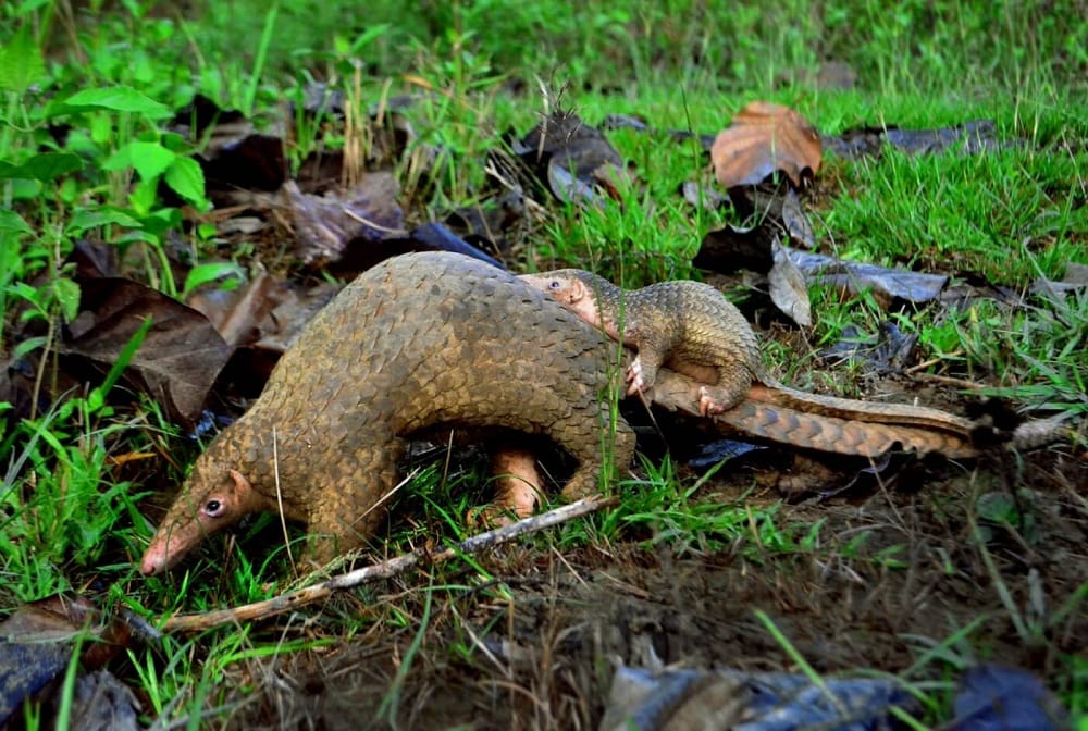 china increases pangolin safety level after covid-19