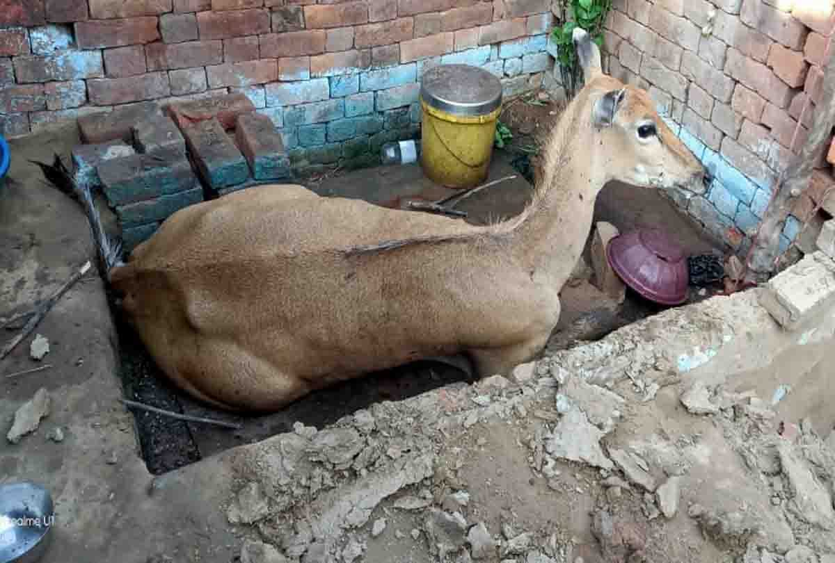 UP: Nilgai broke the wall and sat in the house