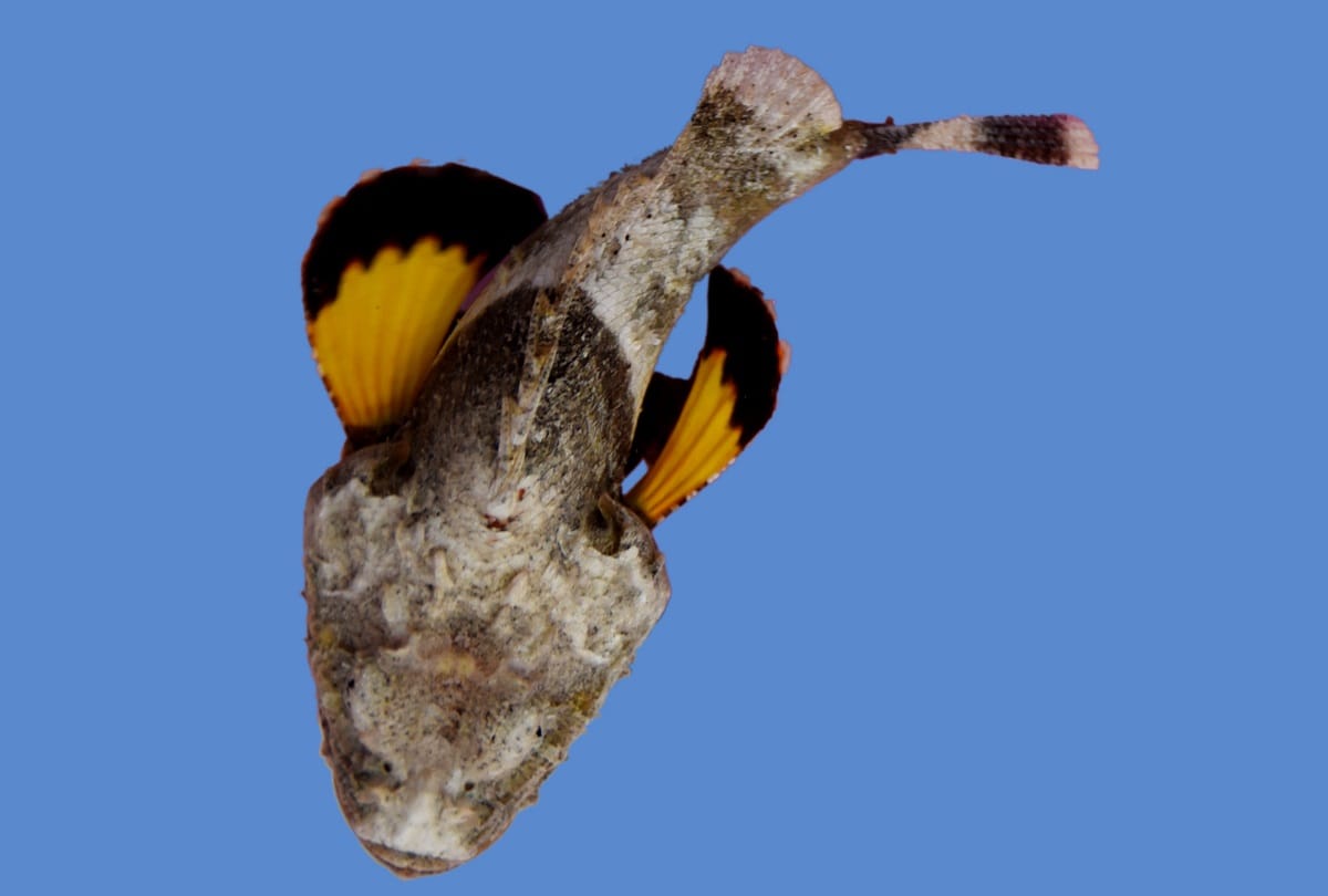 rare poisonous fish scorpion fish which changes color like a chameleon