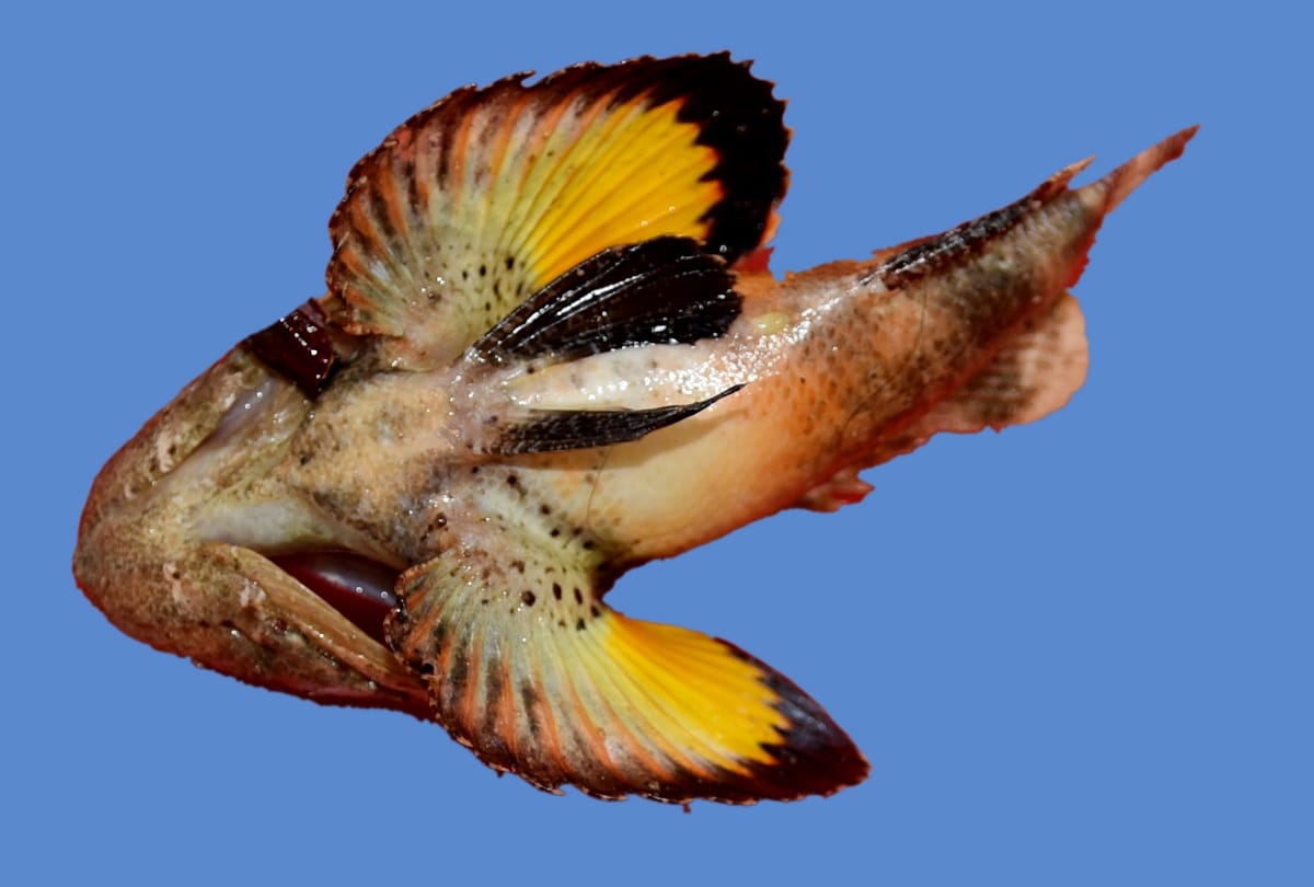 rare poisonous fish scorpion fish which changes color like a chameleon