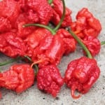दुनिया की सबसे तीखी मिर्च 'कैरोलीना रीपर'