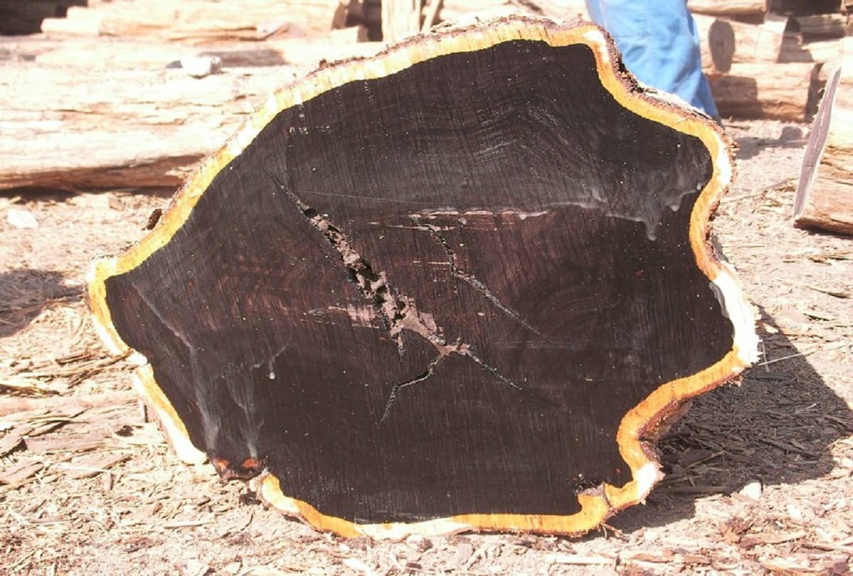 Most Expensive Wood In The World African Blackwood