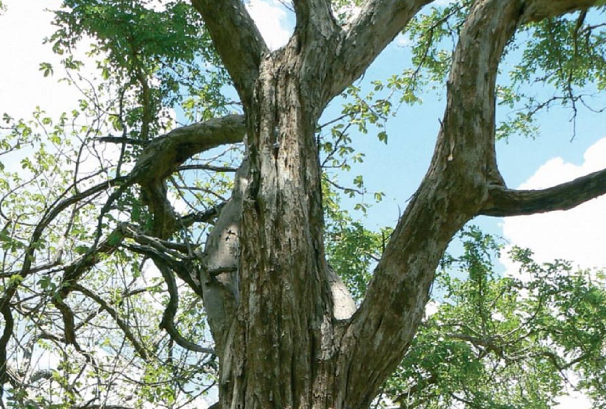 Most Expensive Wood In The World African Blackwood
