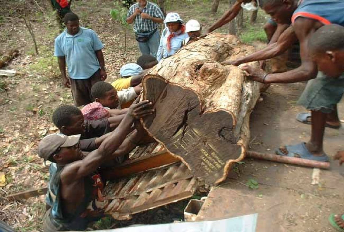 Most Expensive Wood In The World African Blackwood