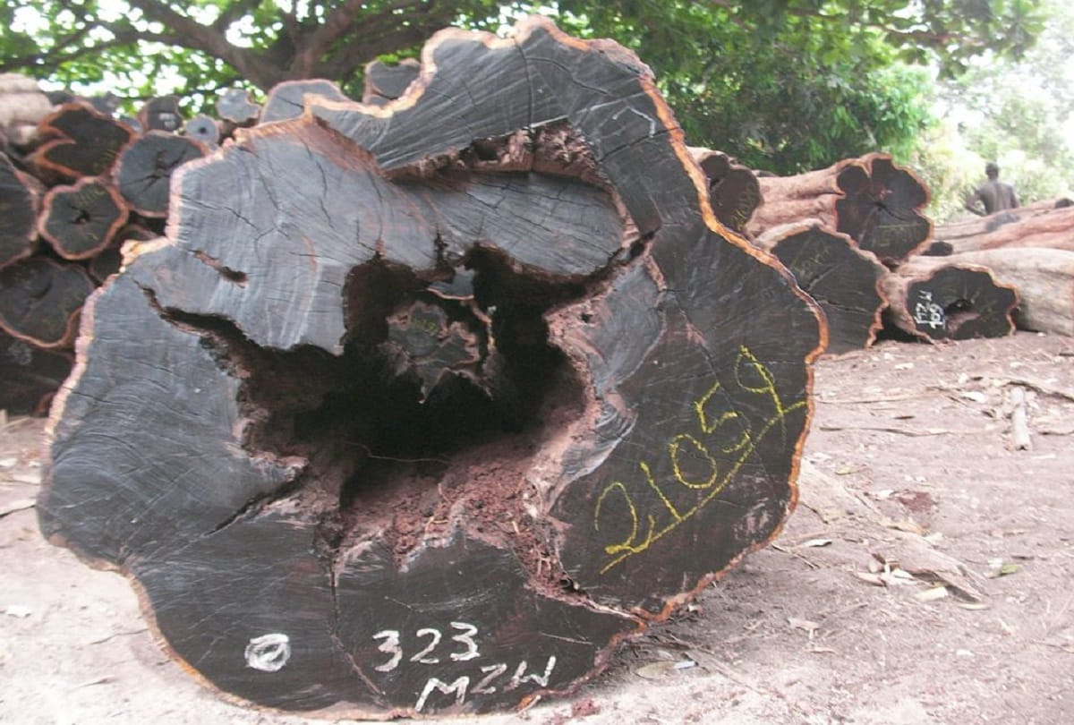 Most Expensive Wood In The World African Blackwood