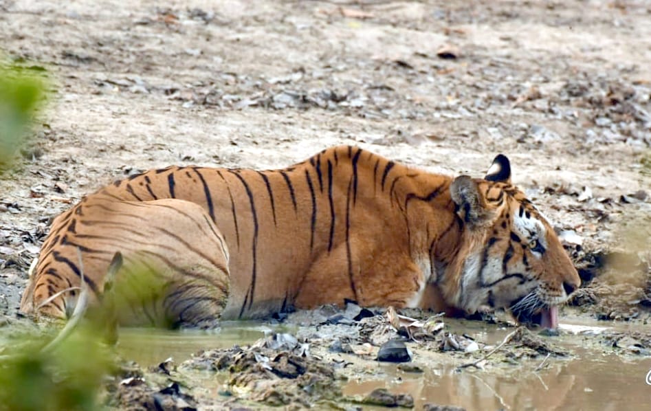40 trap cameras are counting tigers in Amangarh