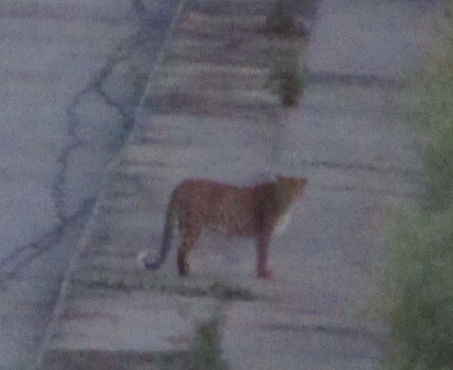 Guldar again appeared in the AIR transmitter premises
