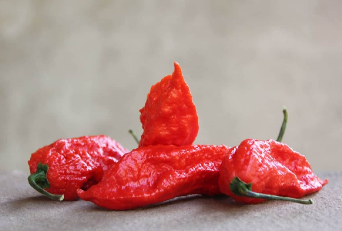 Worlds hottest chilli Carolina Reaper Name is recorded in Guinness World Record