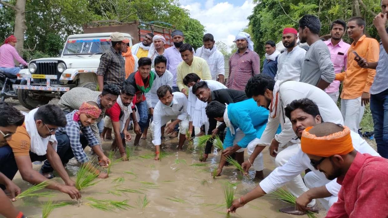 Protested by planting paddy in road pit