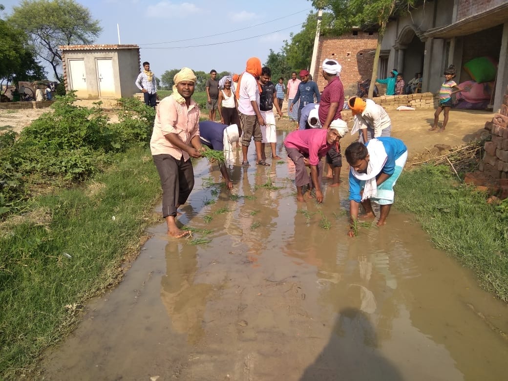 Protested by planting paddy on the street of the township