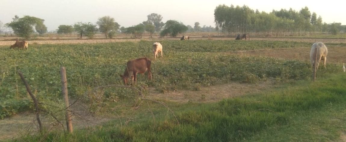 agriculter,etawah,etawah news