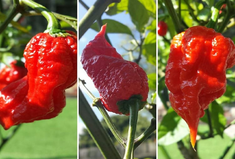 Worlds Hottest Chilli Carolina Reaper Name Is Recorded In Guinness