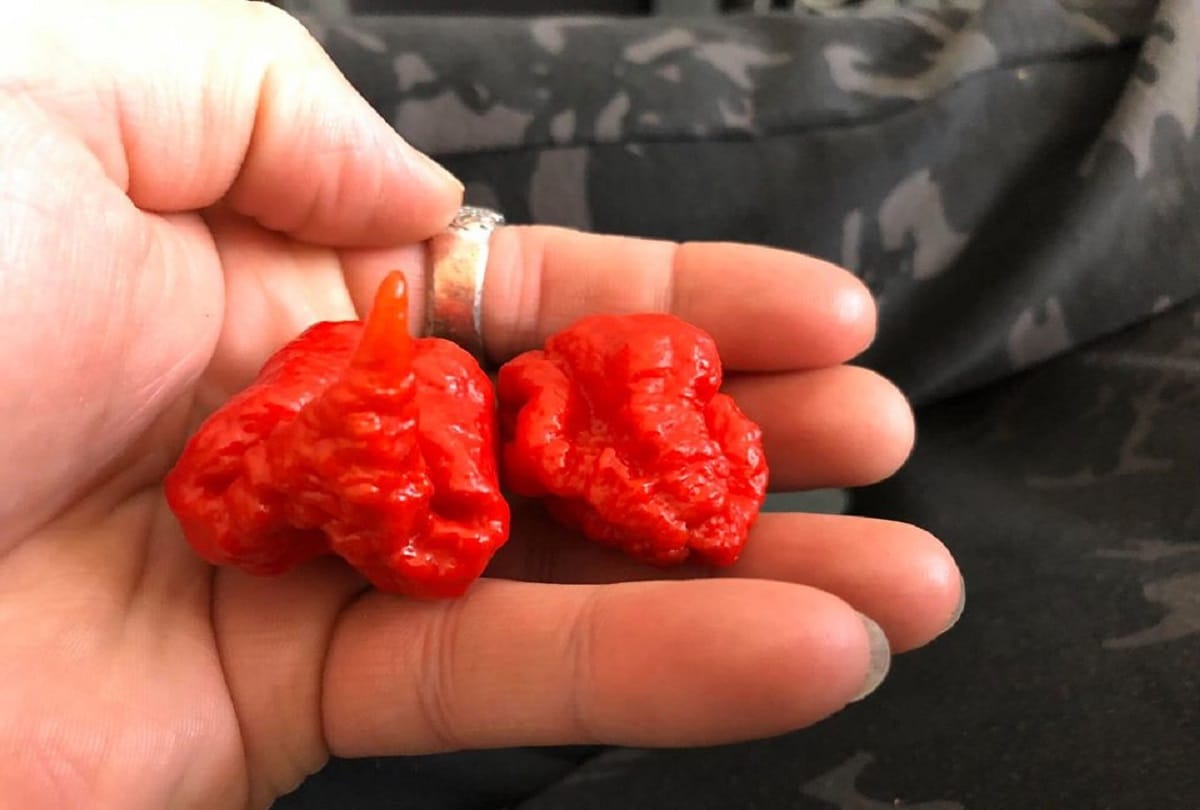 world's most spiciest chilli ginis world record chilli eating canadian eat 3 hottest chillies in 10 seconds