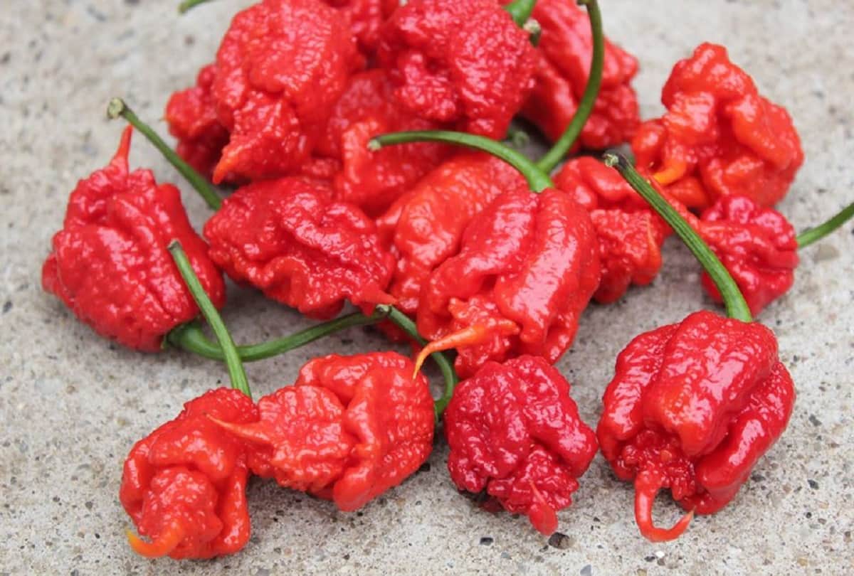 know about carolina reaper hottest chilli in the world recorded in guinness world book