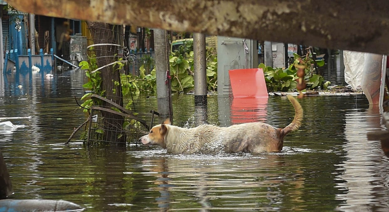 Floods ravaged 6 districts of Assam, 6400 hectares of crop wasted, 60 thousand people affected