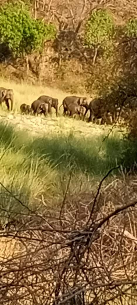 Newborn children are also included in elephant herd