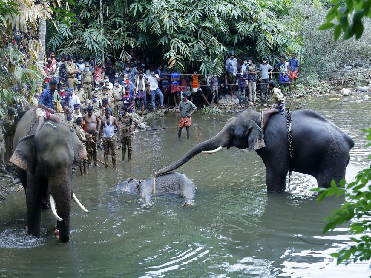 The case of the death of a pregnant elephant reached the Supreme Court in Kerala. Demand for CBI or SIT investigation