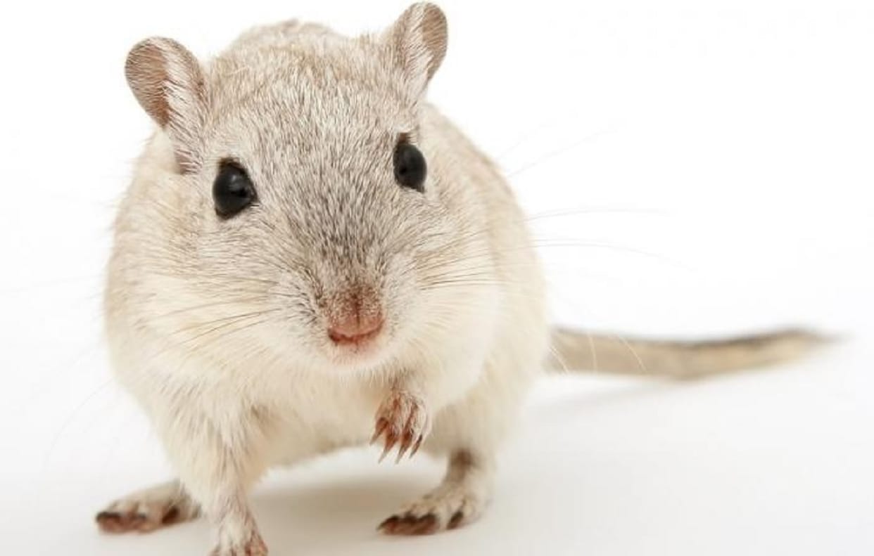 like human beings rat are also infecting by coronavirus research being help in india for the fisrt time on rats