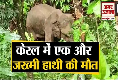 Elephant death in mallapuram of kerala after pregnant elephant death
