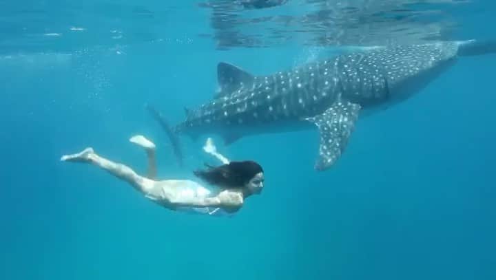 Katrina Kaif swimming in ocean with big fish video goes viral