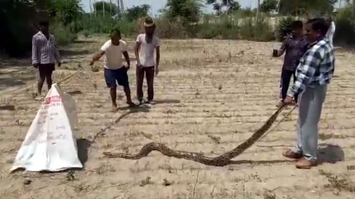 Aligarh: Forest Department does not have the resources, pythons catch with sticks